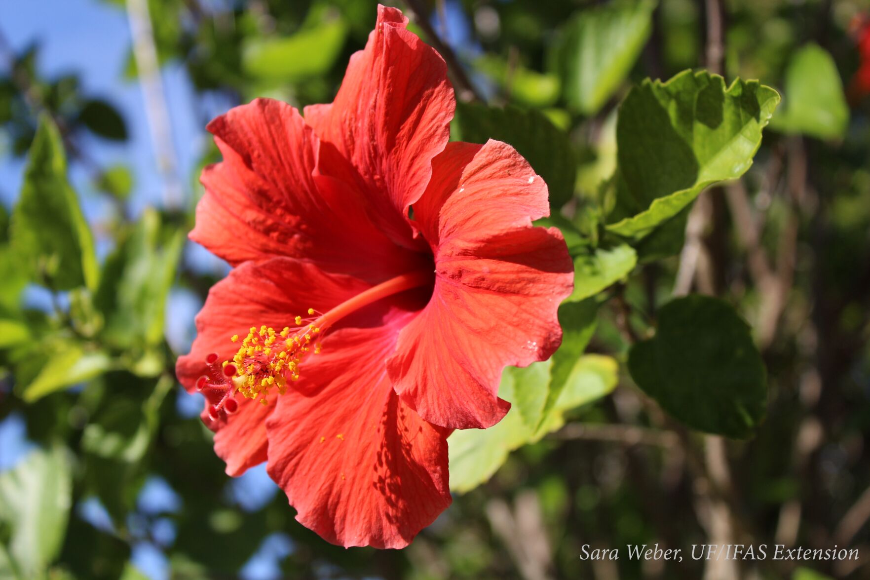 Hibiscus